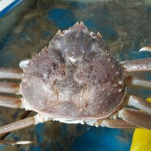 신난데이 산지직송 제철 구룡포 영덕 대게, 대게 소 한마리 (9.2~9.5cm), 1개