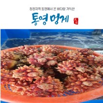 통영산지직송 직거래 국산 통영 멍게 자연산 멍게 활멍게 1kg 2kg 3kg