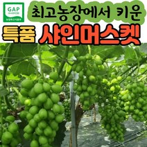 (초특가이벤트) 초고당도 수출용 선물용 가정용 고당도 국내산 국산 맛있는 김천 샤인머스켓 샤인머스캣 샤인 머스켓 씨없는 거봉 포도 청포도 망고포도 실속형 명절 추석 선물 선물세트, (2) 특품 2kg (3수)