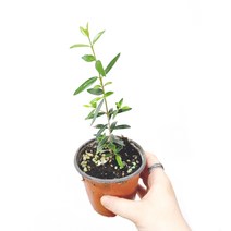 꽃들이네 올리브나무 실내화초 인테리어식물 거실화분, 1개, 올리브나무/외목대