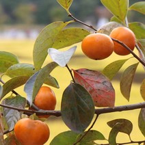 ForU100 고씨네 특급 단감 태추단감 진영단감부유단감 5kg 김해진영단감 단감시세, 상세페이지 참조