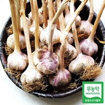 [더자연] 서산 무농약 마늘 통마늘 난지형 반접 50개(대), 상세 설명 참조