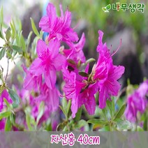 착한가격 나무생각 / 철쭉모음 / 30cm/40cm / 5주묶음, 주, 자산홍 40cm 5주묶음