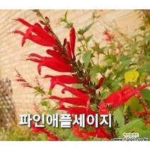 파인애플세이지 (허브)식용, 5포트, 1개