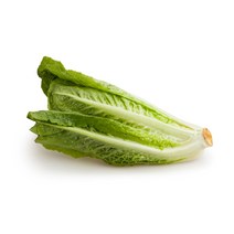 통로메인 상추 300g 가락시장 신선채소, 통로메인 300g