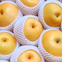 농랑부랑 안성배 명품배 햇배 선물용 신고배 특품 5kg 특대과 6~7과내, 안성배 특품 (7~8과)
