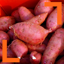 파머스넷 2023년 갓 수확한 햇 꿀밤고구마, 1박스, 3kg 중상(60g~120g)