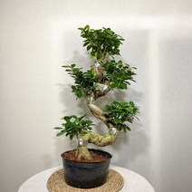 가지마루팬더 고무나무