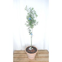 서비내 자엽아카시아 acacia baileyana purpurea 외목대 중대품 은엽아카시아 노랑꽃 자주빛 플랜테리어 공기정화, 1개