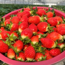 [산지직송] 경남 하동 딸기 생딸기 설향딸기 금실딸기 킹스베리 제철 과일 1kg, <a.3> 설향딸기 750g (30구)” class=”wr-img”></a></div>
</p></div>
</p></div>
</p></div>
<div class=