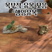 목부작 난분 나무화분 행잉유목 / 유목모음 조경 퇴직선물 귀여운화분