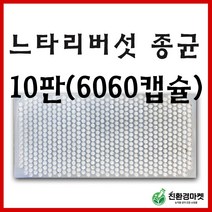 느타리버섯종균 10판 느타리 표고 성형 버섯 종균 텃밭 주말농장, 느타리버섯종균(1판 606개 접종형) 10판