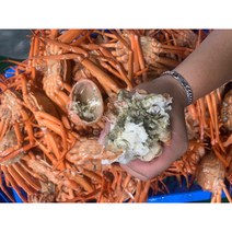 [수율보장제] 포항 구룡포 품질 홍게 당일조업, 자숙, 구룡포 연지홍게[자숙찜], 2kg 6마리내외