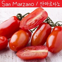 San Marzano 이탈리아 산마르자노 소스 토마토 희귀토마토 씨앗 교육 체험용