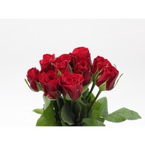 레드 장미꽃 생화택배 (고속터미널꽃시장 직배송) 꽃예꽃, 비슷한 느낌의 꽃으로 변경(다른꽃or다른색), 월요일 구매시 (수~목요일 도착)