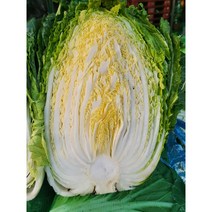 (꿈의그린)22년도 국내산 햇 배추 1망(3포기) 1박스, 8kg 1망 (중 3포기)