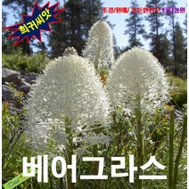 (희귀씨앗) 베어그라스 10립, 1개