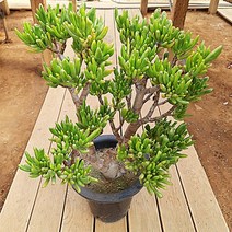 우주목 다육이 수렉귀 특대형 다유기 다육 식물1-2000, 단품, 상세페이지 참조