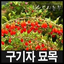 구기자/구기자묘목/약용수/구기자나무묘목/도시농부, 슈퍼왕구기자*삽목2년 1주