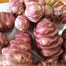 청원농산 생돼지감자 자색돼지감자(뚱딴지) 5kg 10kg, 돼지감자 5kg x1box