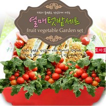세경팜 열매텃밭세트 방울토마토 씨앗 화분 분갈이 베란다 텃밭, 옐로우