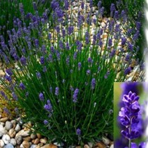 모종/허브-잉글리쉬라벤다 엘레강스 퍼플 8cm분 4개 QQ315