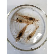 민물새우(활어) 줄새우 50g, 1개