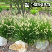 억새 그라스 가림원예조경, 수크렁 리틀버니 7치포트