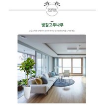 없음 [반값화분] MAIN-대형뱅갈고무나무150 직접배송 축하화분 개업화분 거실화분 카페화분 인테리어화분 아레카야자 극락조 알로카시아 파키라 고무나무, 방문분갈이