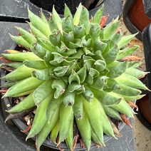 [올식스] 발키리바위솔 C, 1개