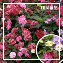 프레지오사 수국 P9(9센티 포트) (2월 모습)