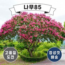 (나무85) 배롱나무(목백일홍) 12종 시리즈, 12.자엽배롱 블랙다이아몬드(흰색꽃)  4치장포트
