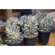 맘스플라워 원종 방울복랑 금 다육 식물