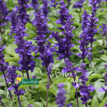블루 세이지 [3포트] (복남이네야생화 봄 야생화 모종 퍼플 보라색꽃 blue sage)