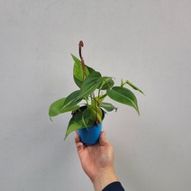 무배특가 플랜테리어 거실화분 행잉 공중식물 옥시카르디움 브라질 소품 15-25cm 45