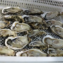 통영 굴 1kg ~ 10kg 통영 생굴 통영 석화 각굴 반각굴 통영 하프셀 굴 개체굴 삼배체굴 하프쉘 굴 깐굴 햇굴 햇생굴 김장용굴 석화 택배, 반각 굴 하프셀 30미, 1개