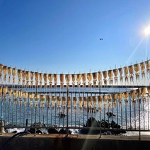 [가을바다] 영덕 오징어덕장에서 말린 반건조오징어 10마리 (피데기), 1봉, 중 10마리 (1.1~1.2kg 내외)