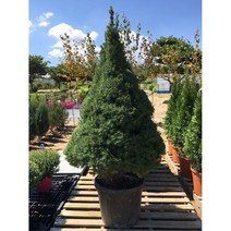 코니카가문비 150cm 화분 차량무료배송 크리스마스트리, 1개