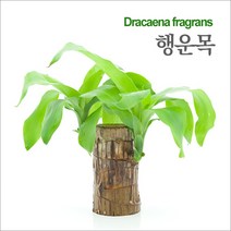 아쿠아마켓 행운목(수경초), 1개