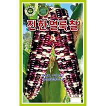 진한얼룩찰옥수수 80립/도시농업용채소/텃밭용씨앗/주말농장용채소