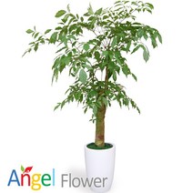 엔젤플라워 초특가 특대형화분 행운목 대박나무 당일꽃배달, A16 해피트리, 1개