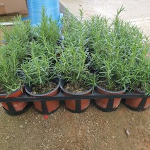 로즈마리외목대 (1박스20개입)