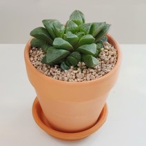 하월시아수 다육 토분화분, 1개