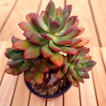 미니벨 키우기 쉬운 다육 식물 얼큰1-30랜덤발송, 단품