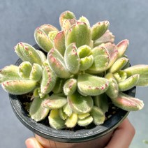 [ 풀풀다육 ] 웅동자 금 웅동자금 다육 공기정화 식물 국민 다육이, 1개