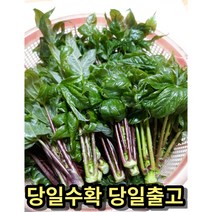 [예약]엄나무순 안동산 야생 개드릅 음나무순, 1Kg, 1개