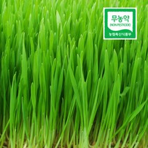국산 무농약 순수밀싹 600g 새싹밀싹 착즙 샐러드 비빔밥, 단품, 단품
