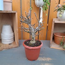 애기사과나무 목대굵고 튼튼한 아이~