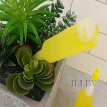 일비 식물영양제 10P 발근촉진제 원예용품 꽃영양제, 1개