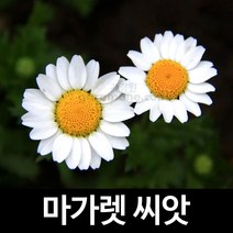 마가렛씨앗 마가렛 씨앗 꽃씨 marguerite seed 100알